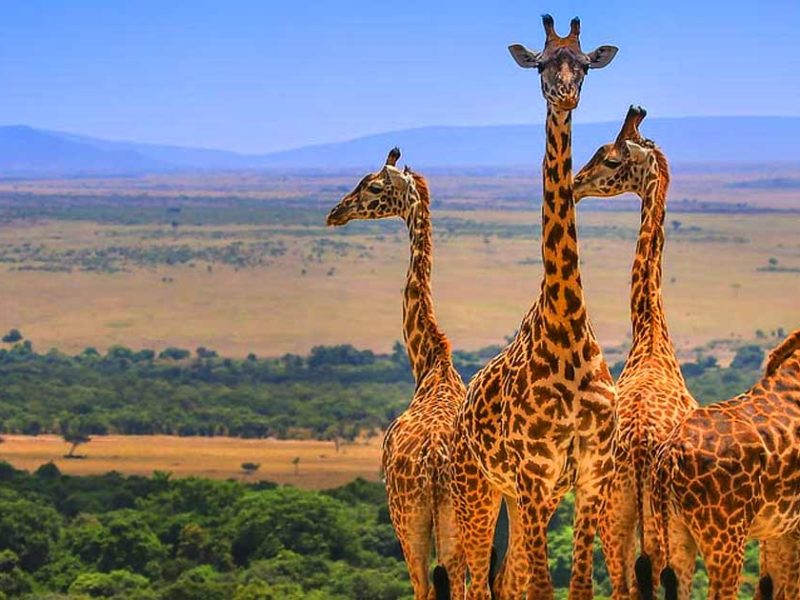 Kenya Wildlife Safari – Big Five & Maasai Cultural Expedition