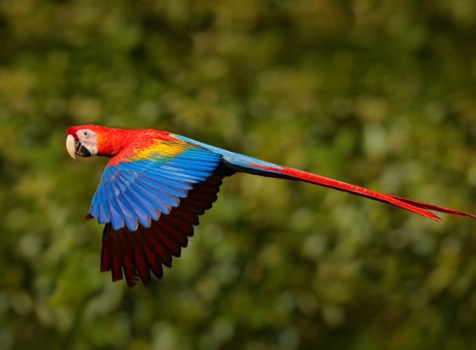 Colombia Wildlife & Nature Discovery