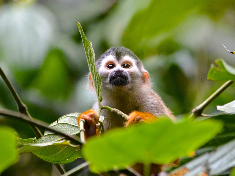 Costa Rica Biodiversity Adventure