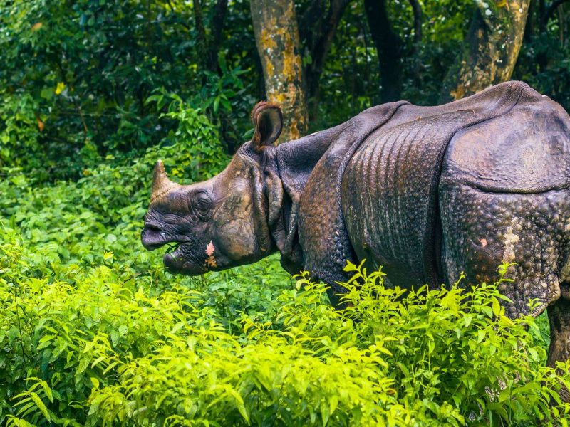 Wild Nepal: Chitwan Luxury Safari Experience