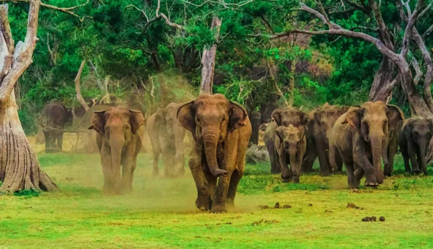 Sri Lanka Biodiversity Guide: A Complete Journey Through Nature’s Hotspot