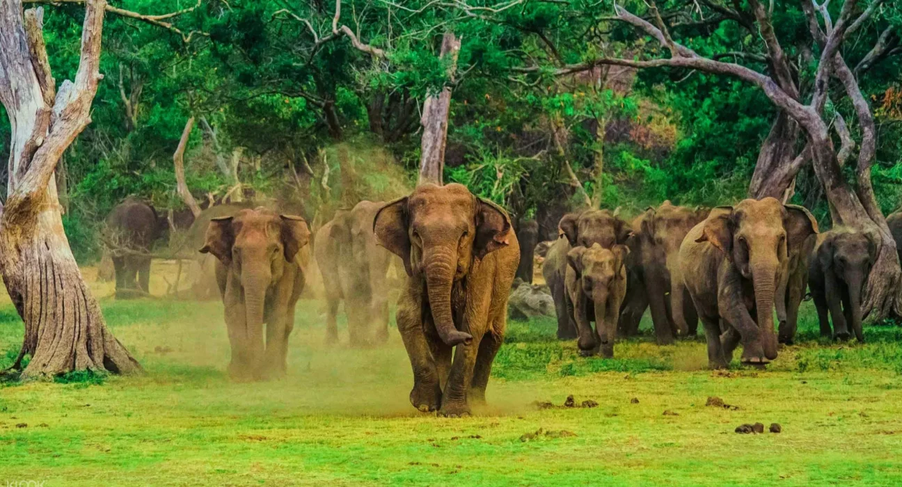 Sri Lanka Biodiversity Guide: A Complete Journey Through Nature’s Hotspot