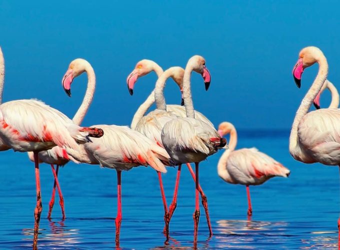 Sri Lanka Wildlife Tour – Nature & Adventure Expedition