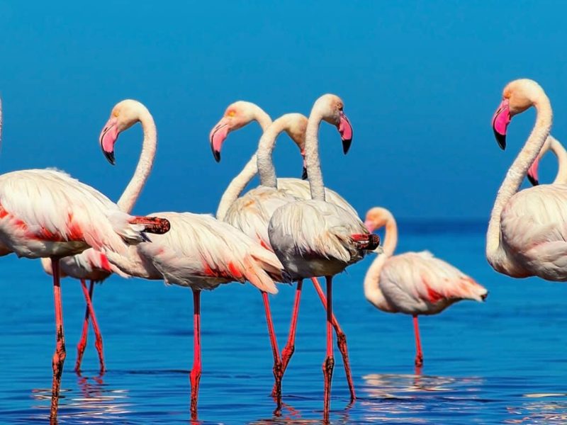 Sri Lanka Wildlife Tour – Nature & Adventure Expedition