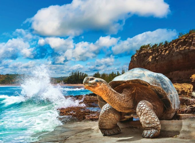 Galapagos Southern Islands Wildlife Voyage