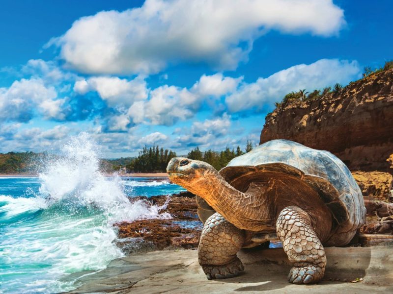Galapagos Southern Islands Wildlife Voyage