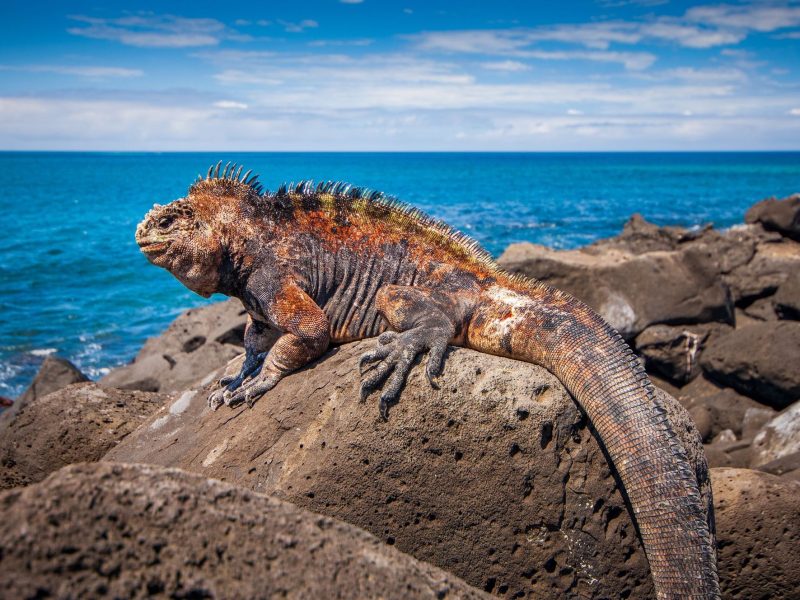 Galapagos Cruise & Peru’s Land of the Incas