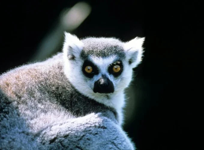 Explore Madagascar – Wildlife & Culture Tour