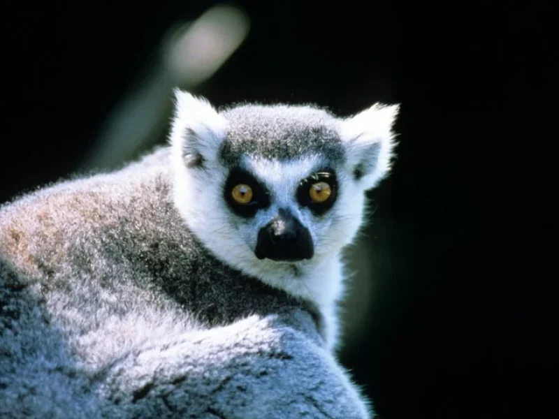 Explore Madagascar – Wildlife & Culture Tour