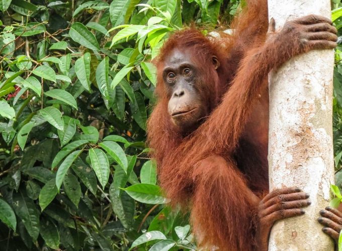 Eastern Indonesia Wildlife & Marine Journey