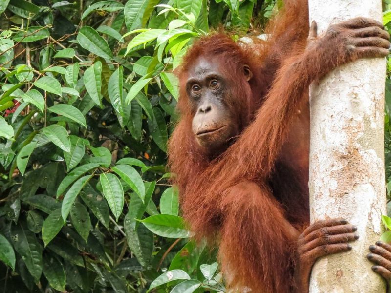 Eastern Indonesia Wildlife & Marine Journey