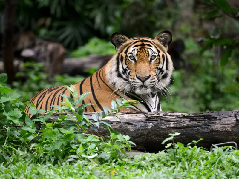 India-Wildlife & Culture Adventure