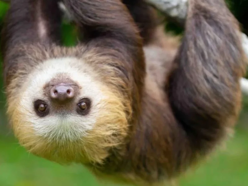 Panama Cloudforests & Caribbean Wildlife Adventure